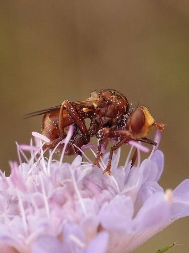 Réf. 288 187 : Sicus ferrugineus